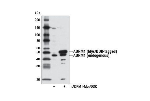 Western Blotting Image 2: ADRM1 Antibody