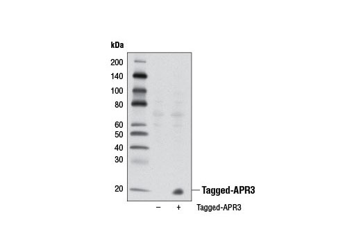 Western Blotting Image 2: APR3 Antibody