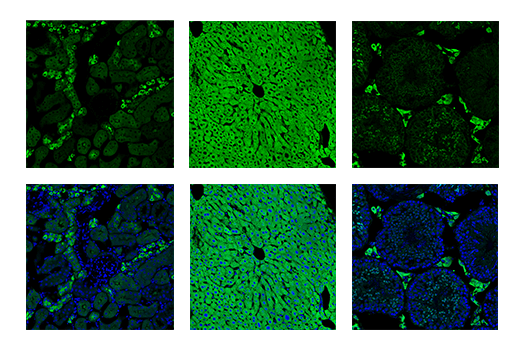 Immunofluorescence Image 1: ALDH1L1 (E7I2Q) Rabbit mAb