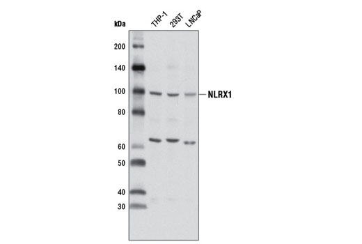 Western Blotting Image 1: NLRX1 Antibody