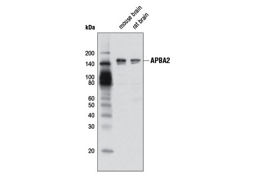 Western Blotting Image 1: APBA2 Antibody