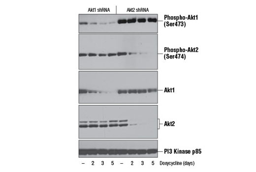  Image 16: Phospho-Akt Isoform Antibody Sampler Kit