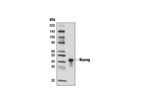 Western Blotting Image 1: Nanog Antibody (Mouse Specific)