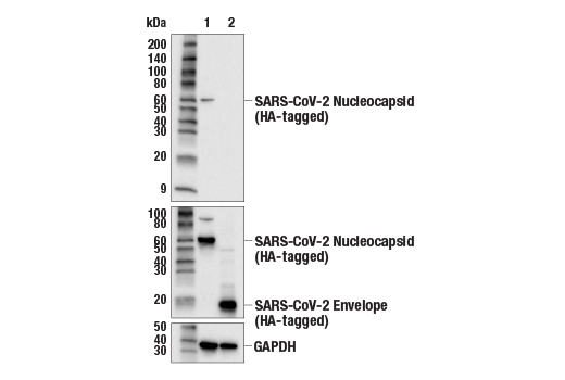 Western Blotting Image 2: SARS-CoV-2 Nucleocapsid Protein (E9L7H) XP® Rabbit mAb