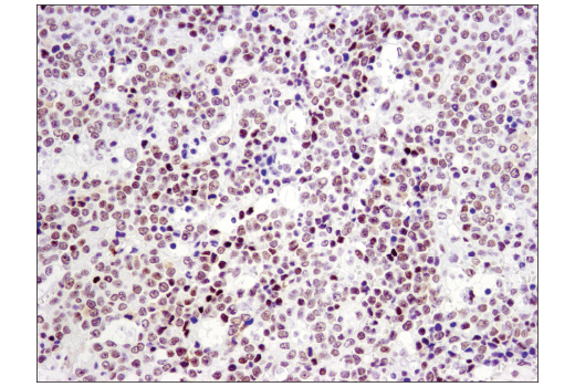 Immunohistochemistry Image 2: p300 (D8Z4E) Rabbit mAb