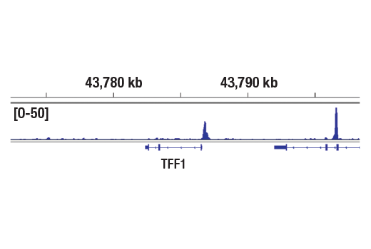 Chromatin Immunoprecipitation Image 1: Estrogen Receptor α (D8H8) Rabbit mAb