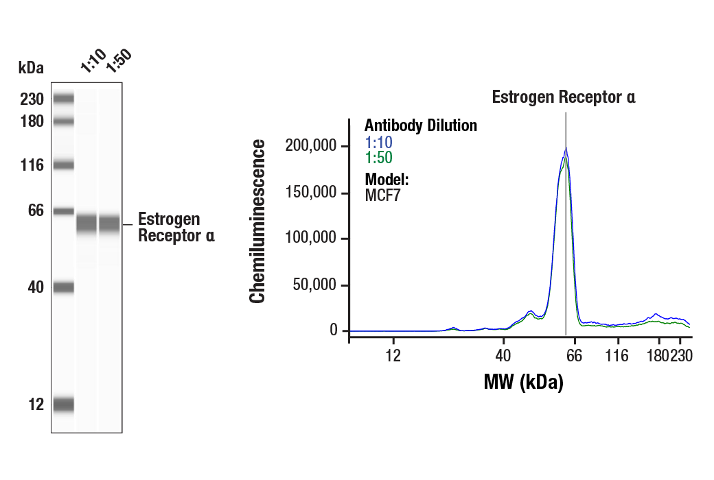  Image 1: PhosphoPlus® Estrogen Receptor α (Ser167) Antibody Duet