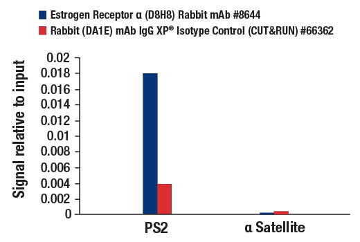CUT and RUN Image 3: Estrogen Receptor α (D8H8) Rabbit mAb