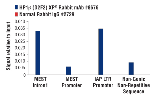 Chromatin Immunoprecipitation Image 2: HP1β (D2F2) XP® Rabbit mAb