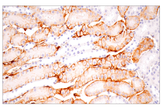 Immunohistochemistry Image 5: CD36 (E8B7S) Rabbit mAb (BSA and Azide Free)