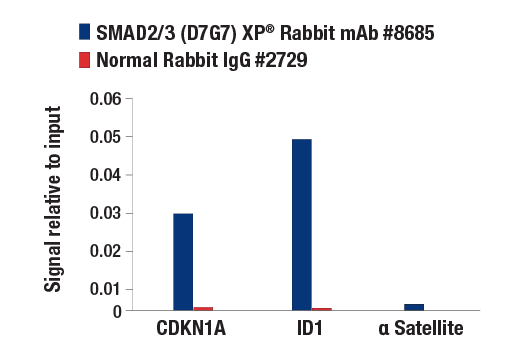 Chromatin Immunoprecipitation Image 3: SMAD2/3 (D7G7) XP® Rabbit mAb