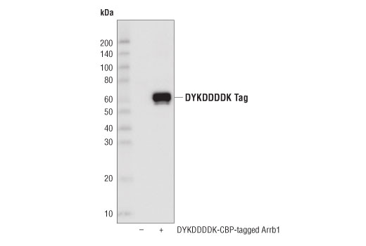 Western Blotting Image 1: DYKDDDDK Tag (D6W5B) Rabbit mAb (Binds to same epitope as Sigma-Aldrich Anti-FLAG M2 antibody) (HRP Conjugate)
