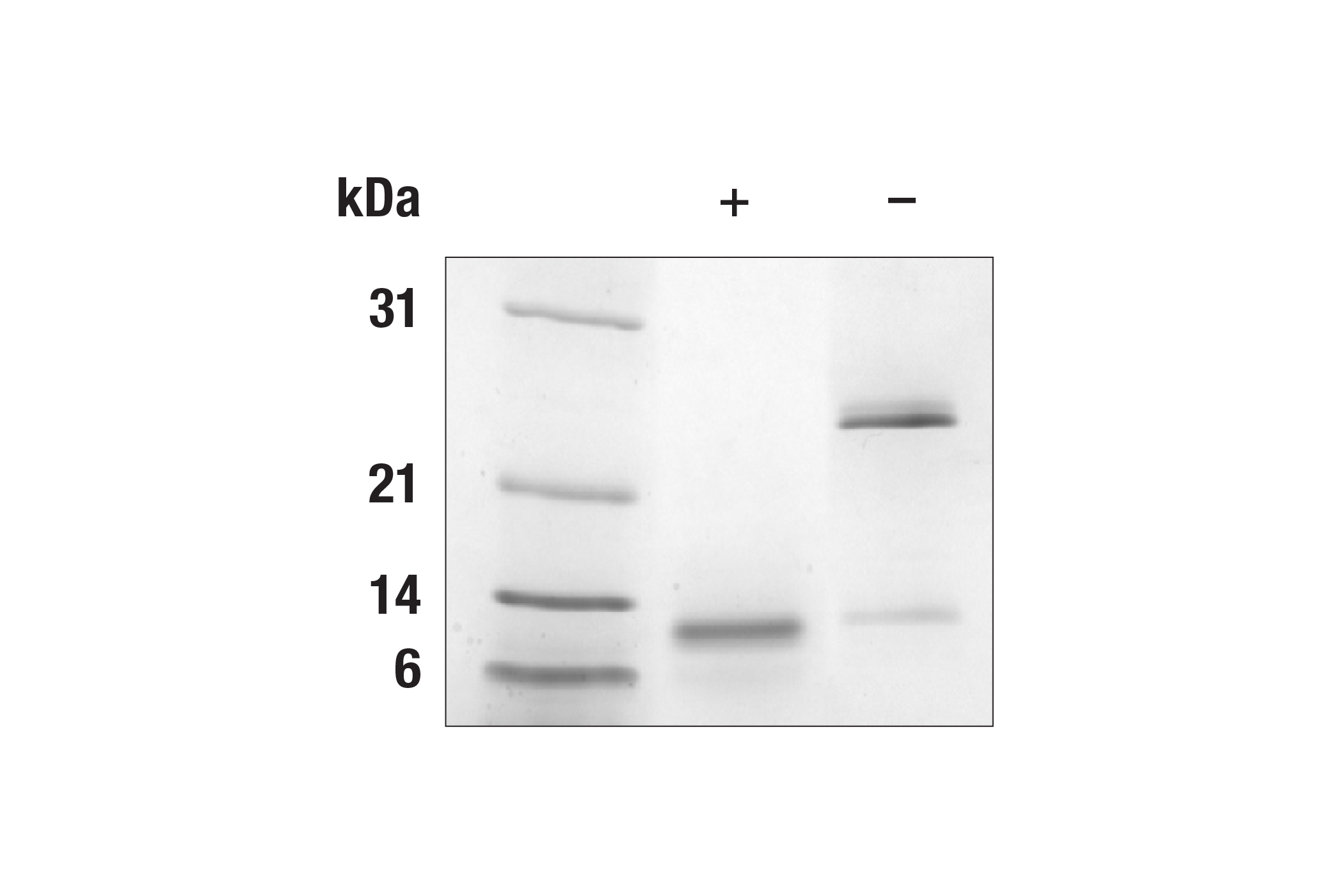  Image 1: Human/Mouse/Rat GDF11 Recombinant Protein
