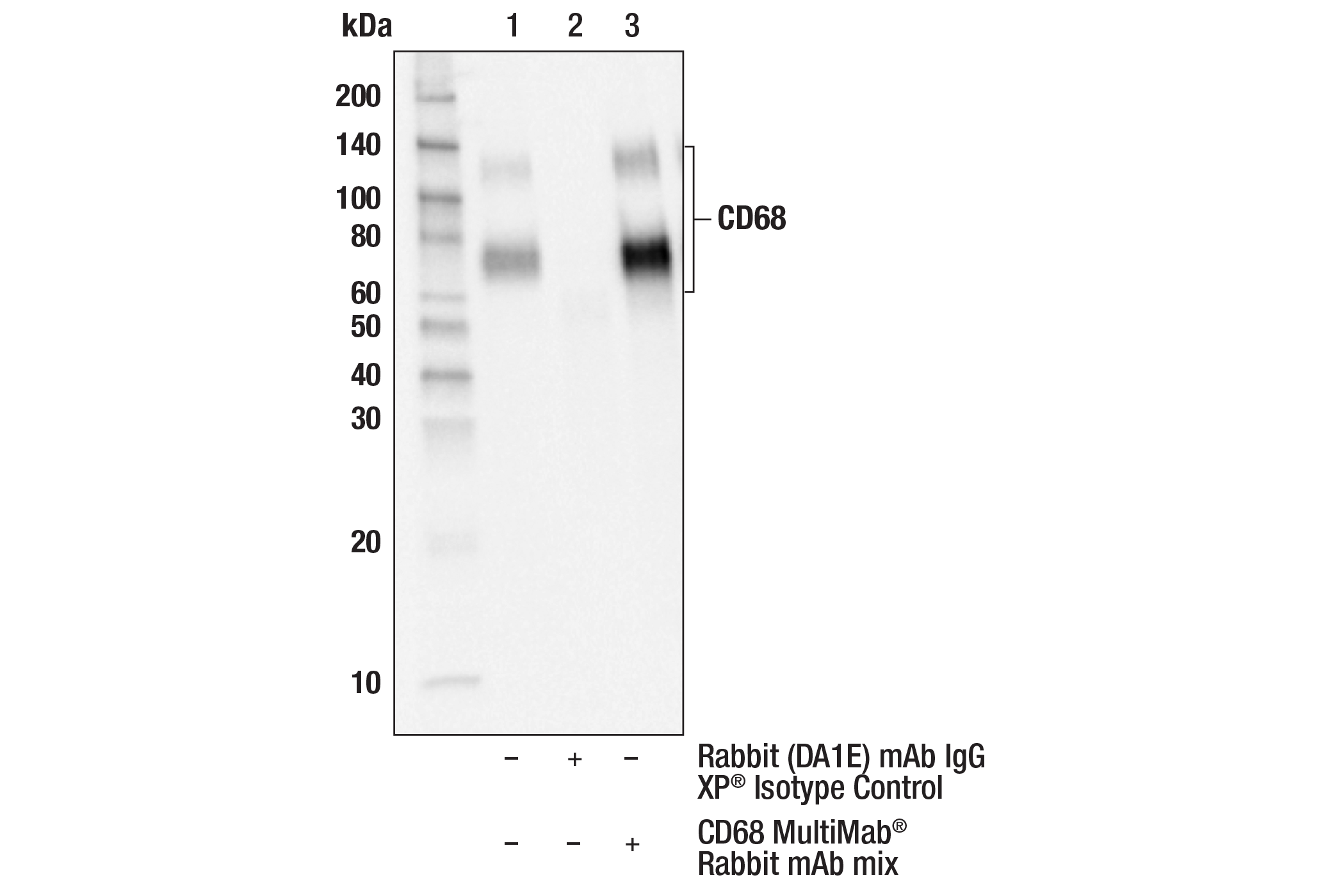 Immunoprecipitation Image 1: CD68 MultiMab® Rabbit mAb mix