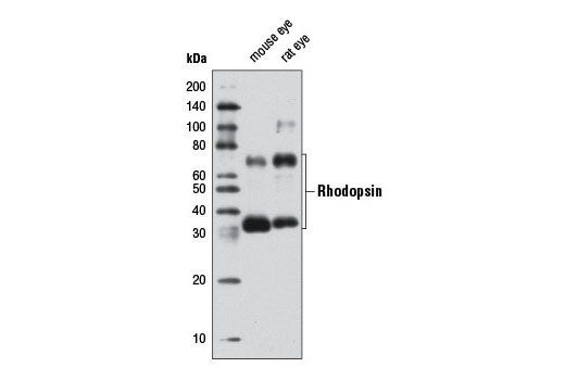 Western Blotting Image 1: Rhodopsin Antibody