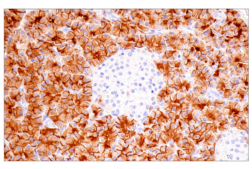 Immunohistochemistry Image 6: DPEP-1/MDP (E4O6J) XP® Rabbit mAb