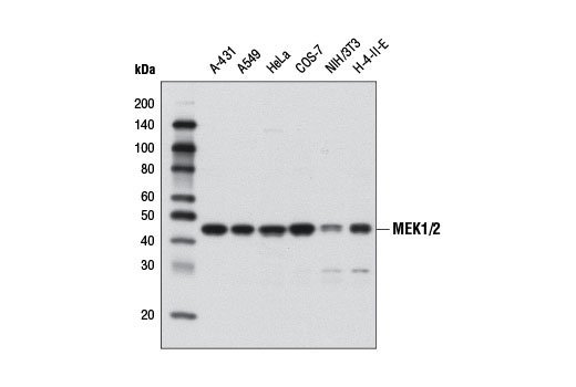  Image 3: PhosphoPlus® MEK1/2 (Ser217/221) Antibody Kit