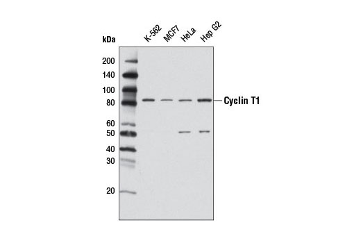 Western Blotting Image 1: Cyclin T1 Antibody