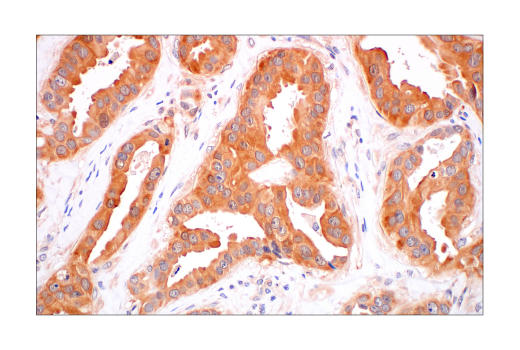 Immunohistochemistry Image 1: MIF (E7T1W) Rabbit mAb