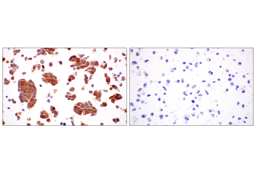 Immunohistochemistry Image 6: MIF (E7T1W) Rabbit mAb (BSA and Azide Free)