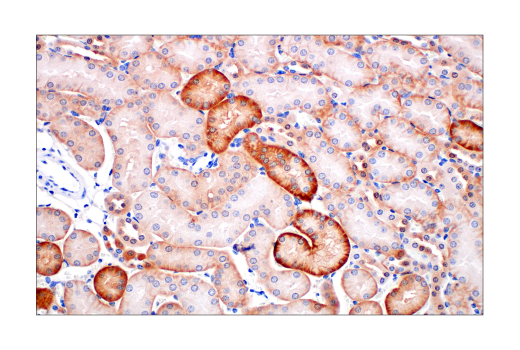 Immunohistochemistry Image 1: MIF (E7T1W) Rabbit mAb (BSA and Azide Free)