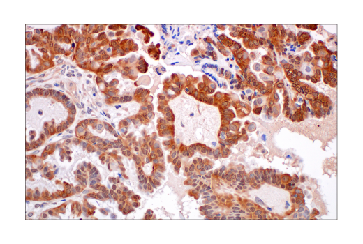 Immunohistochemistry Image 5: MIF (E7T1W) Rabbit mAb (BSA and Azide Free)