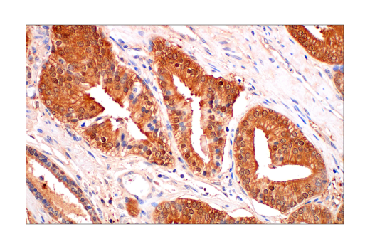 Immunohistochemistry Image 3: MIF (E7T1W) Rabbit mAb (BSA and Azide Free)