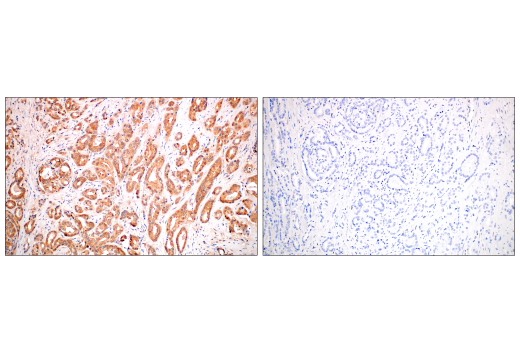 Immunohistochemistry Image 4: MIF (E7T1W) Rabbit mAb (BSA and Azide Free)
