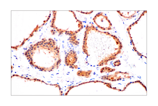 Immunohistochemistry Image 2: MIF (E7T1W) Rabbit mAb (BSA and Azide Free)