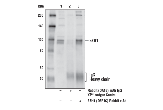 Immunoprecipitation Image 1: EZH1 (D6F1C) Rabbit mAb