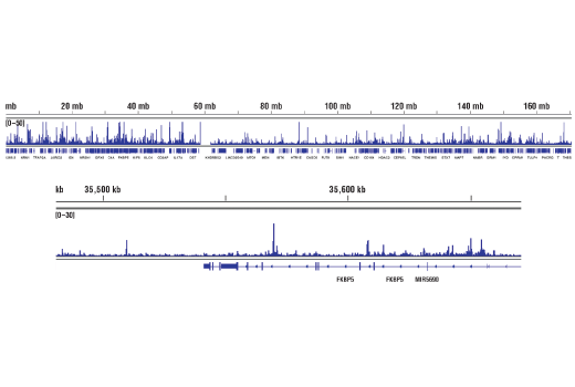 Chromatin Immunoprecipitation Image 2: Progesterone Receptor A/B (D8Q2J) XP® Rabbit mAb