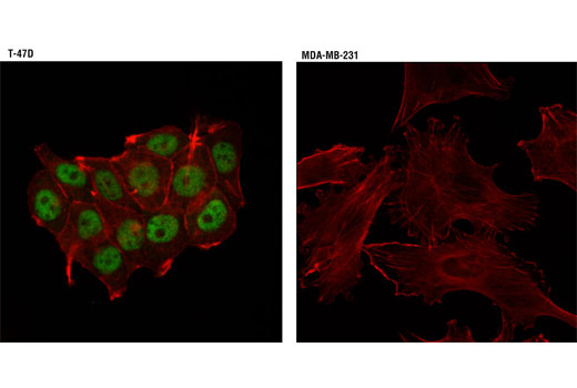 Immunofluorescence Image 1: Progesterone Receptor A/B (D8Q2J) XP® Rabbit mAb