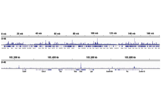 Chromatin Immunoprecipitation Image 2: Nanog (D1G10) Rabbit mAb (ChIP Formulated)
