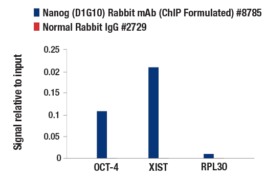 Chromatin Immunoprecipitation Image 3: Nanog (D1G10) Rabbit mAb (ChIP Formulated)