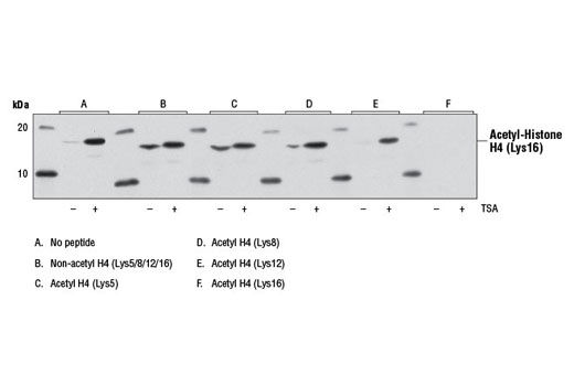 Western Blotting Image 1: Acetyl-Histone H4 (Lys16) Antibody
