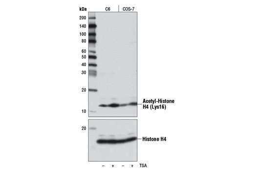 Western Blotting Image 2: Acetyl-Histone H4 (Lys16) Antibody