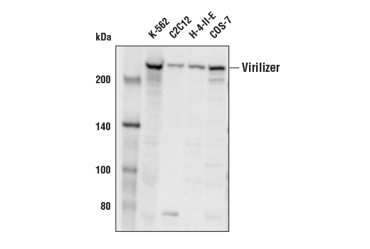  Image 5: N6-mA Methyltransferase Antibody Sampler Kit