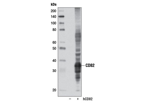 Western Blotting Image 1: CD82 Antibody
