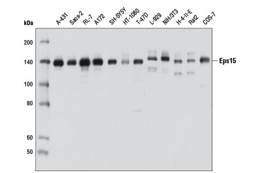 Western Blotting Image 1: Eps15 Antibody