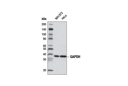  Image 5: Loading Control Antibody Sampler Kit (HRP Conjugate)