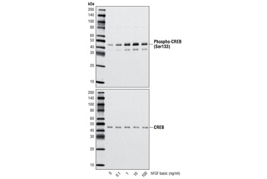  Image 3: Human Basic Fibroblast Growth Factor (hFGF basic/FGF2)