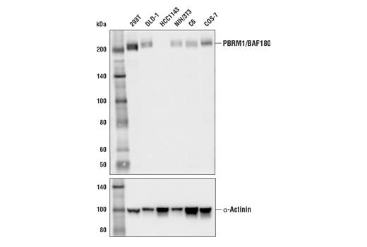  Image 2: PhosphoPlus® PBRM1/BAF180 (Ser948) Antibody Duet