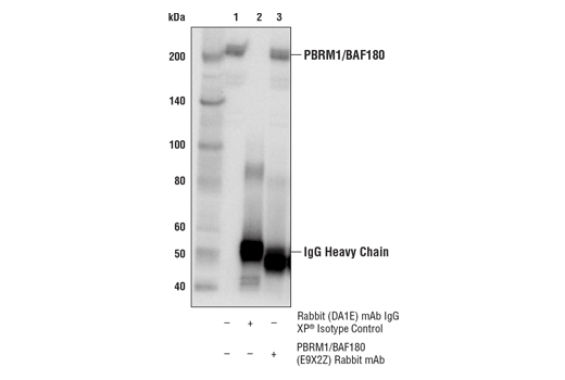  Image 4: PhosphoPlus® PBRM1/BAF180 (Ser948) Antibody Duet