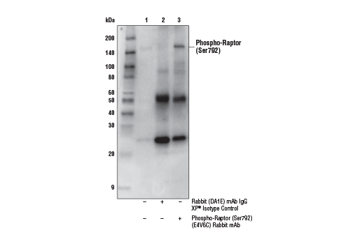 Immunoprecipitation Image 1: Phospho-Raptor (Ser792) (E4V6C) Rabbit mAb