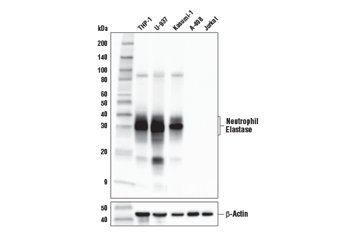  Image 6: NETosis Antibody Sampler Kit