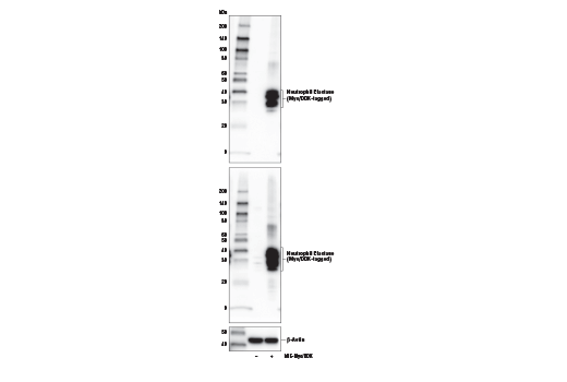  Image 12: NETosis Antibody Sampler Kit