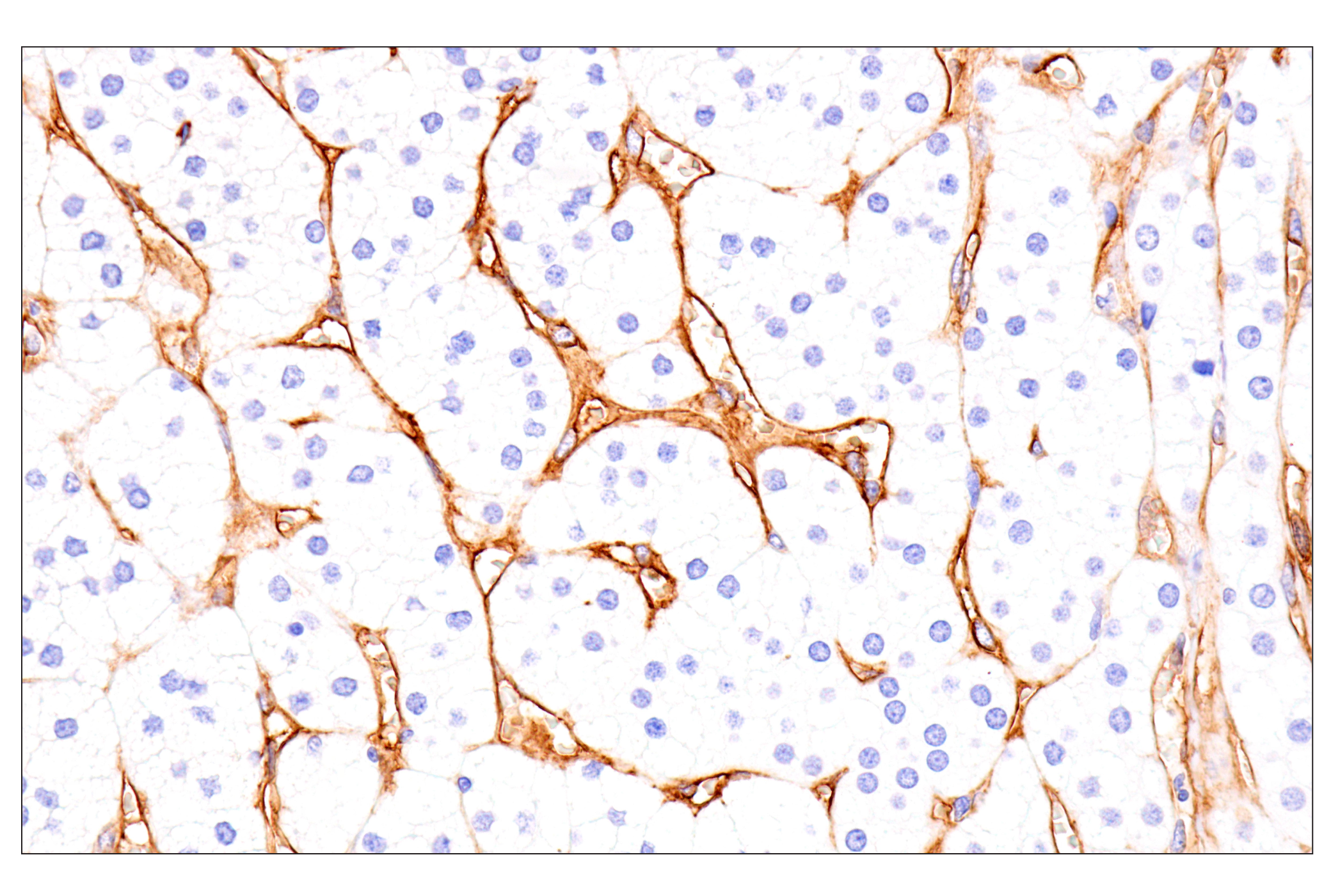 Immunohistochemistry Image 13: EMCN (E3Z4D) Rabbit mAb (BSA and Azide Free)