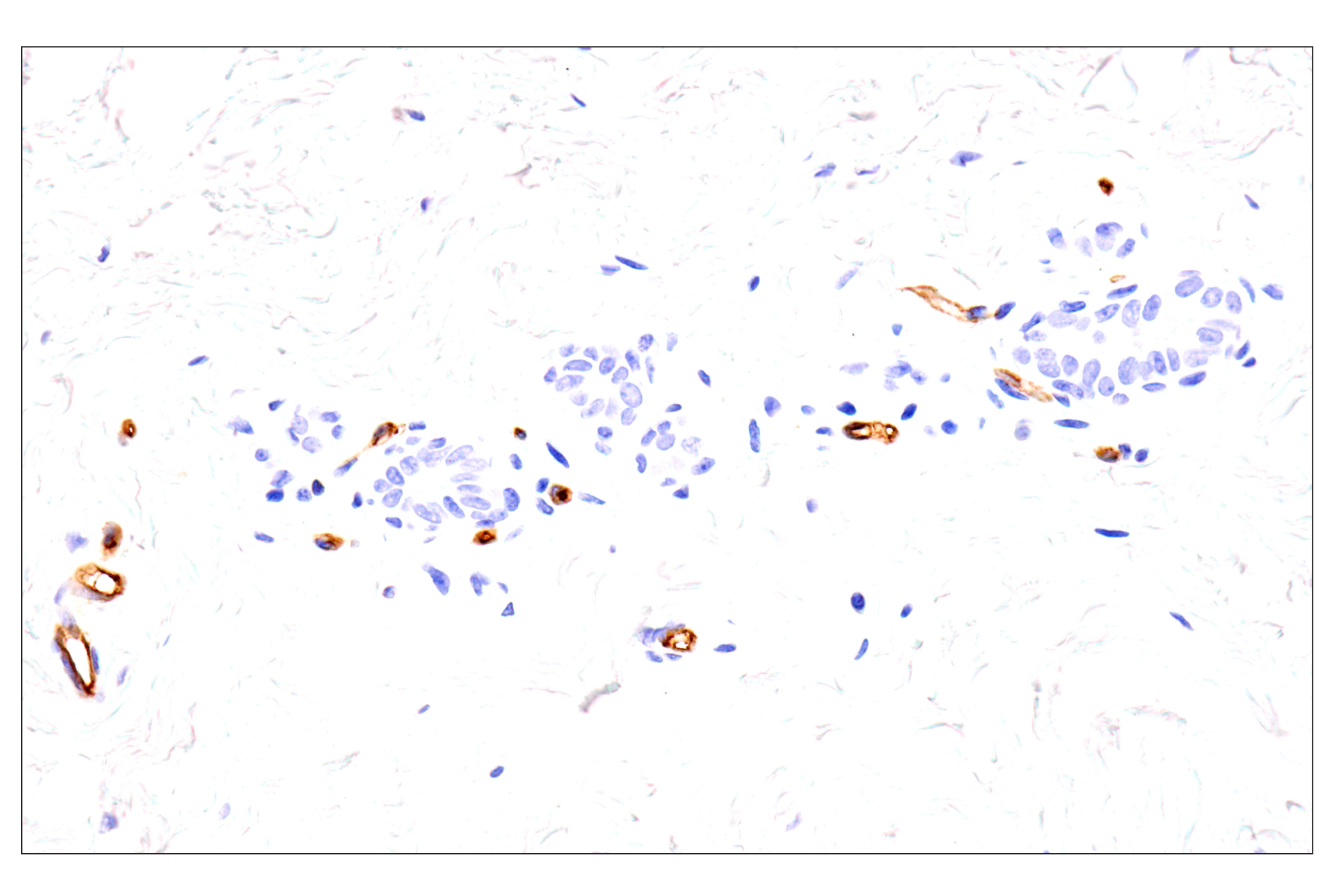 Immunohistochemistry Image 12: EMCN (E3Z4D) Rabbit mAb (BSA and Azide Free)
