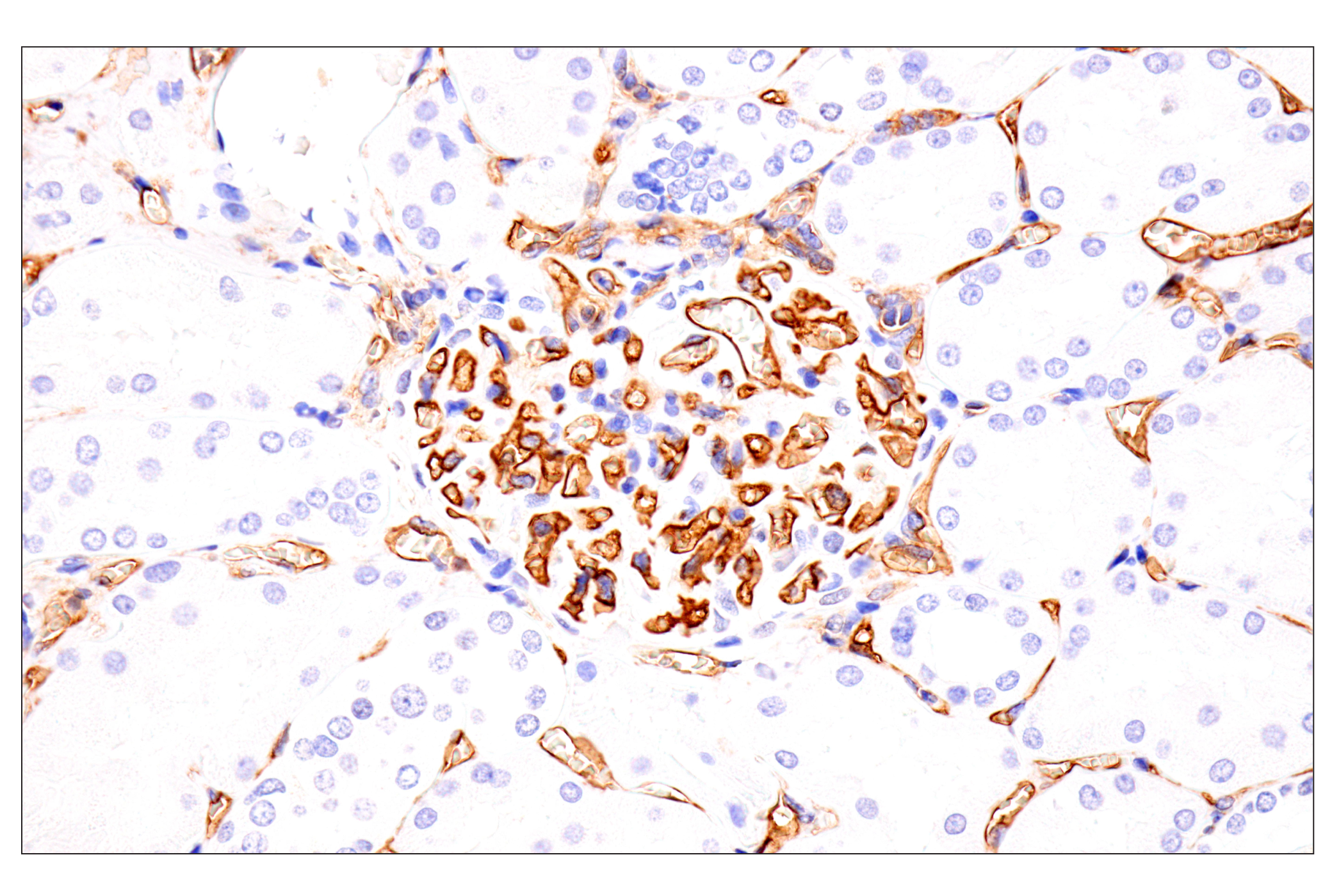 Immunohistochemistry Image 8: EMCN (E3Z4D) Rabbit mAb (BSA and Azide Free)