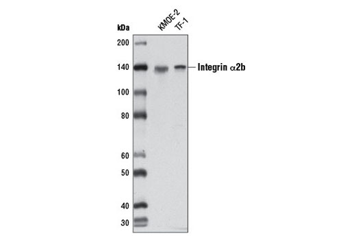 Western Blotting Image 1: Integrin α2b Antibody